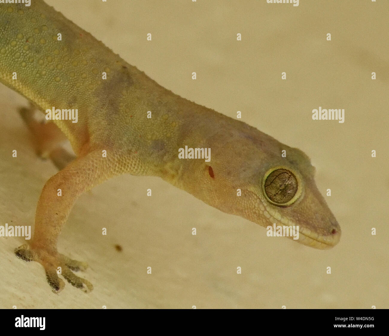 Primo piano ritratto di una casa tropicale gecko ( Hemidactylus mabouia). Parco Nazionale della Regina Elisabetta, Uganda. Foto Stock