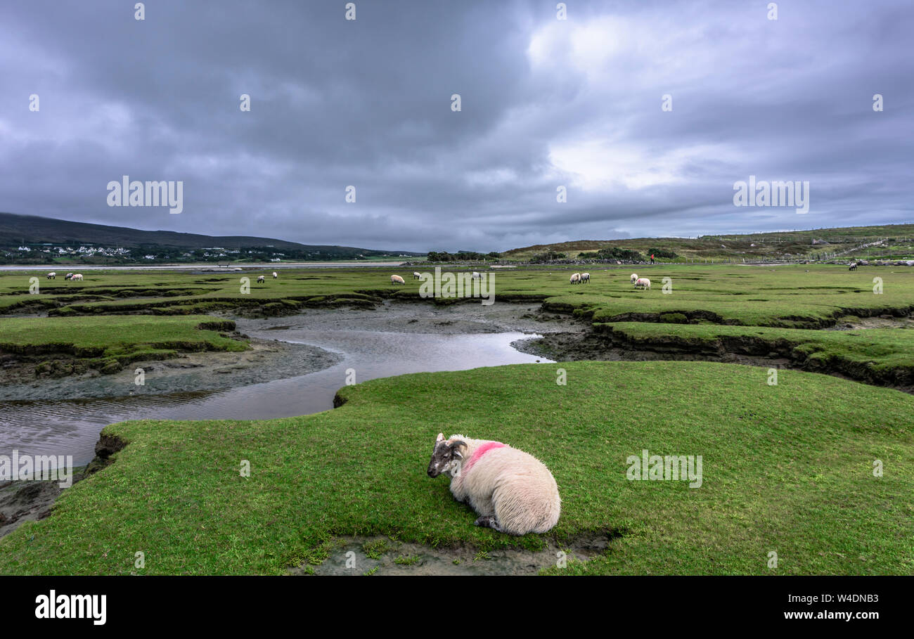 Pecore sul prato verde, Achill Island, nella contea di Mayo, Irlanda Foto Stock