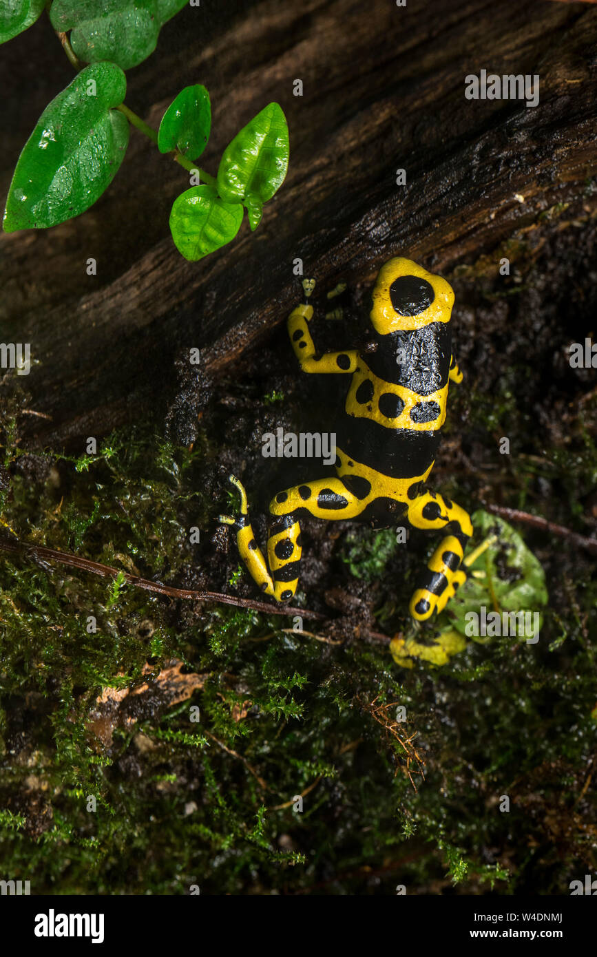 Giallo-nastrare poison dart frog / giallo-headed poison dart frog / bumblebee veleno (rana Dendrobates leucomelas) originario del Sud America Foto Stock