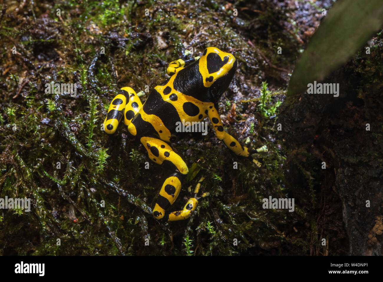 Giallo-nastrare poison dart frog / giallo-headed poison dart frog / bumblebee veleno (rana Dendrobates leucomelas) originario del Sud America Foto Stock