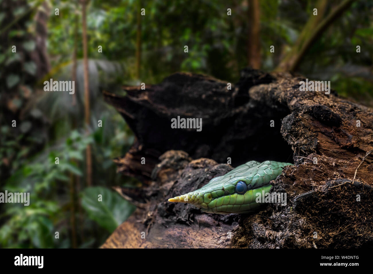 Rhinoceros ratsnake / rhino biacco / longnose vietnamita snake (Gonyosoma boulengeri) nel tronco di albero che mostra offuscato brille / scala oculare / occhio cap Foto Stock