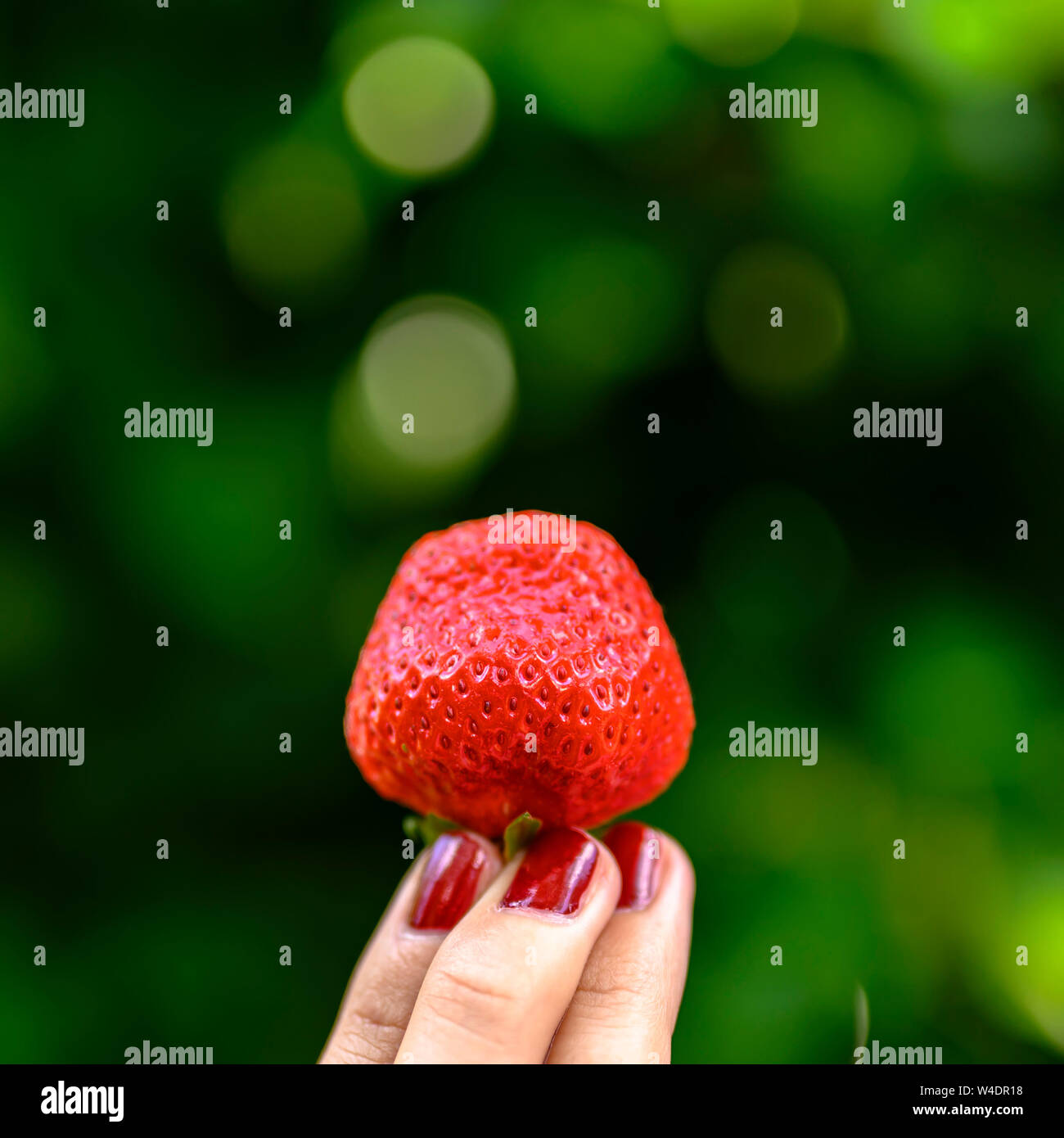 Un fragole mature appena raccolto e tenuto alta a portata di mano. Foto Stock