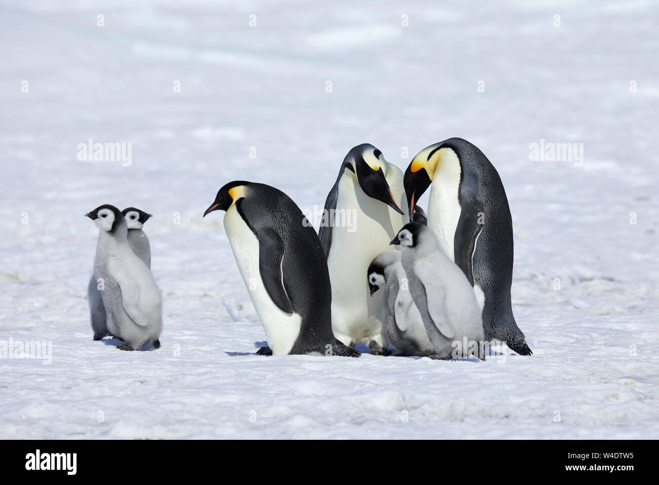 Pinguini imperatore (Aptenodytes forsteri), vecchi animali con pulcini nel ghiaccio, Snow Hill Island, Mare di Weddell, Antartide Foto Stock