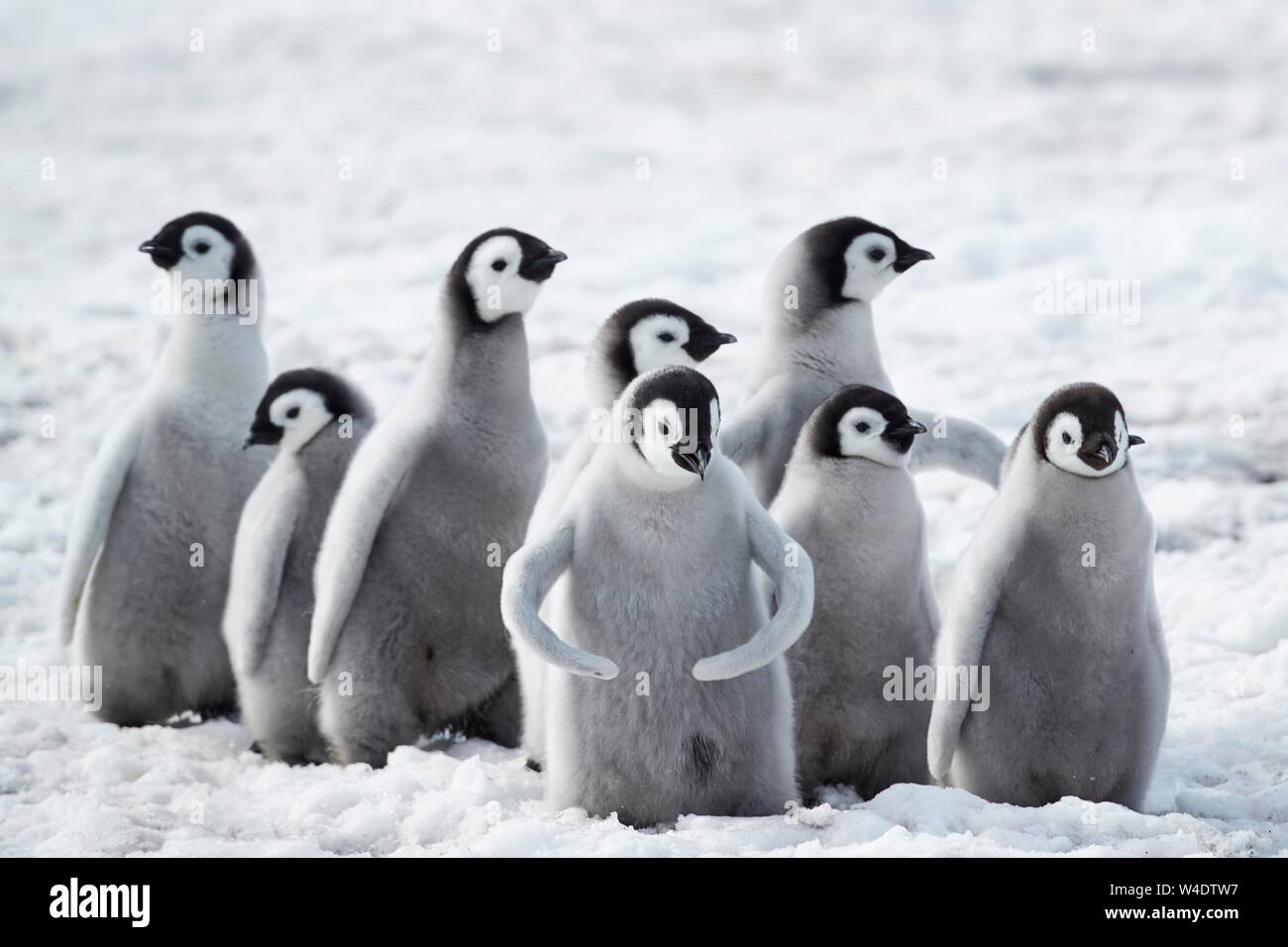 Pinguini imperatore (Aptenodytes forsteri), un gruppo di pulcini sul ghiaccio, Snow Hill Island, Mare di Weddell, Antartide Foto Stock