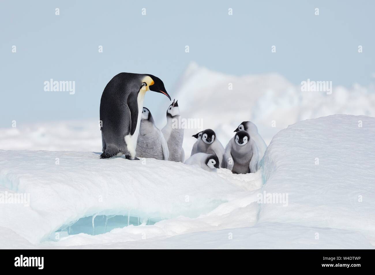 Pinguini imperatore (Aptenodytes forsteri), Adulto con un gruppo di pulcini su un blocco di ghiaccio, Elemosinare il cibo, Snow Hill Island, Mare di Weddell, Antartide Foto Stock