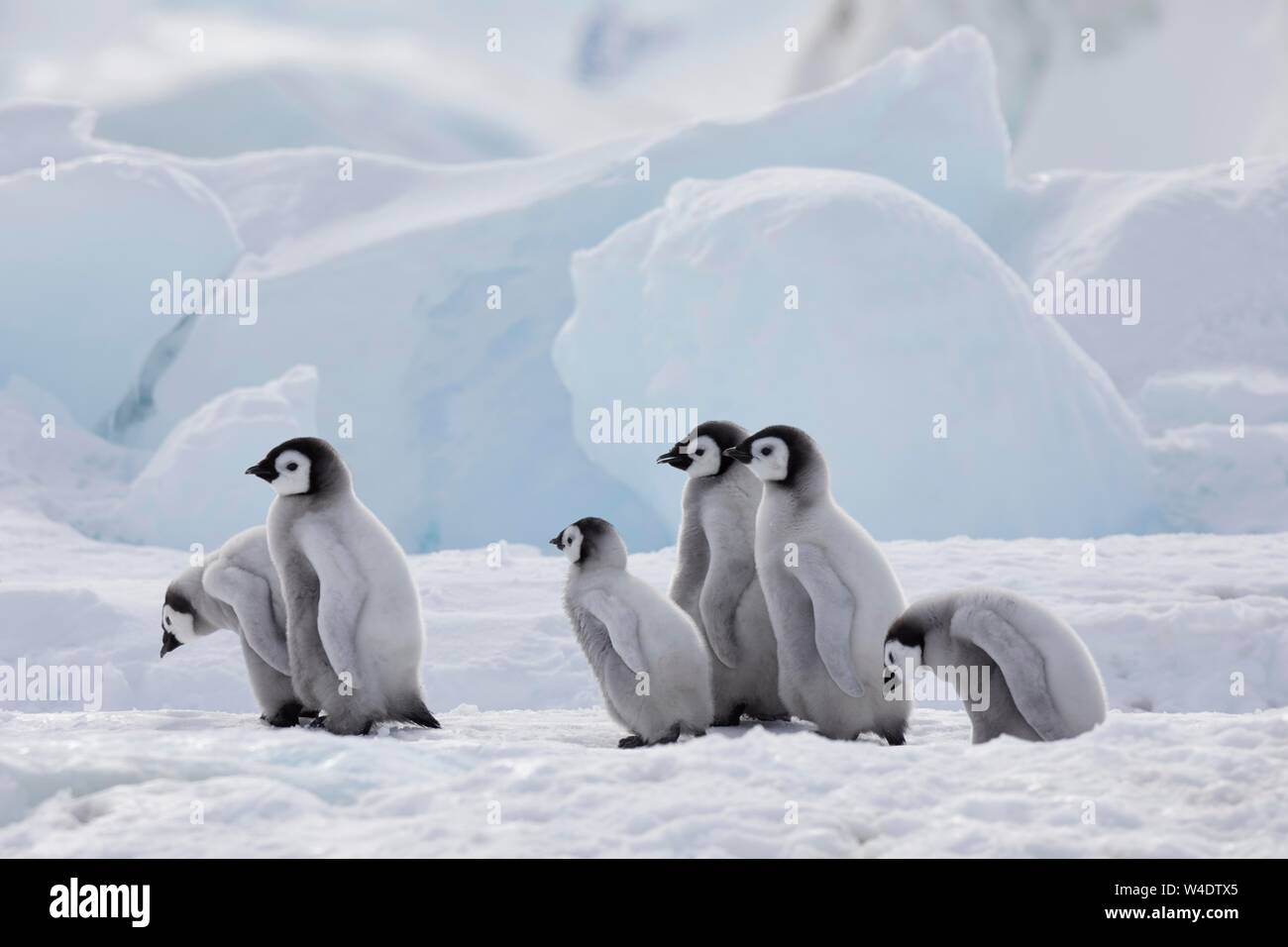 Pinguini imperatore (Aptenodytes forsteri), gruppo di pulcini di fronte blu blocchi di ghiaccio, Snow Hill Island, Mare di Weddell, Antartide Foto Stock