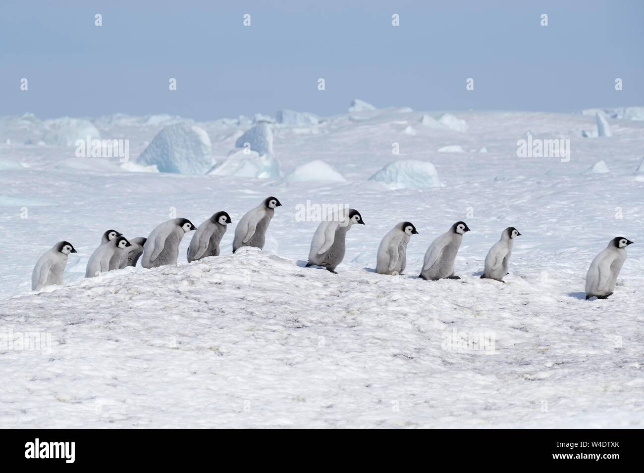 Pinguini imperatore (Aptenodytes forsteri), un gruppo di pulcini in una fila in goose marzo, Snow Hill Island, Mare di Weddell, Antartide Foto Stock