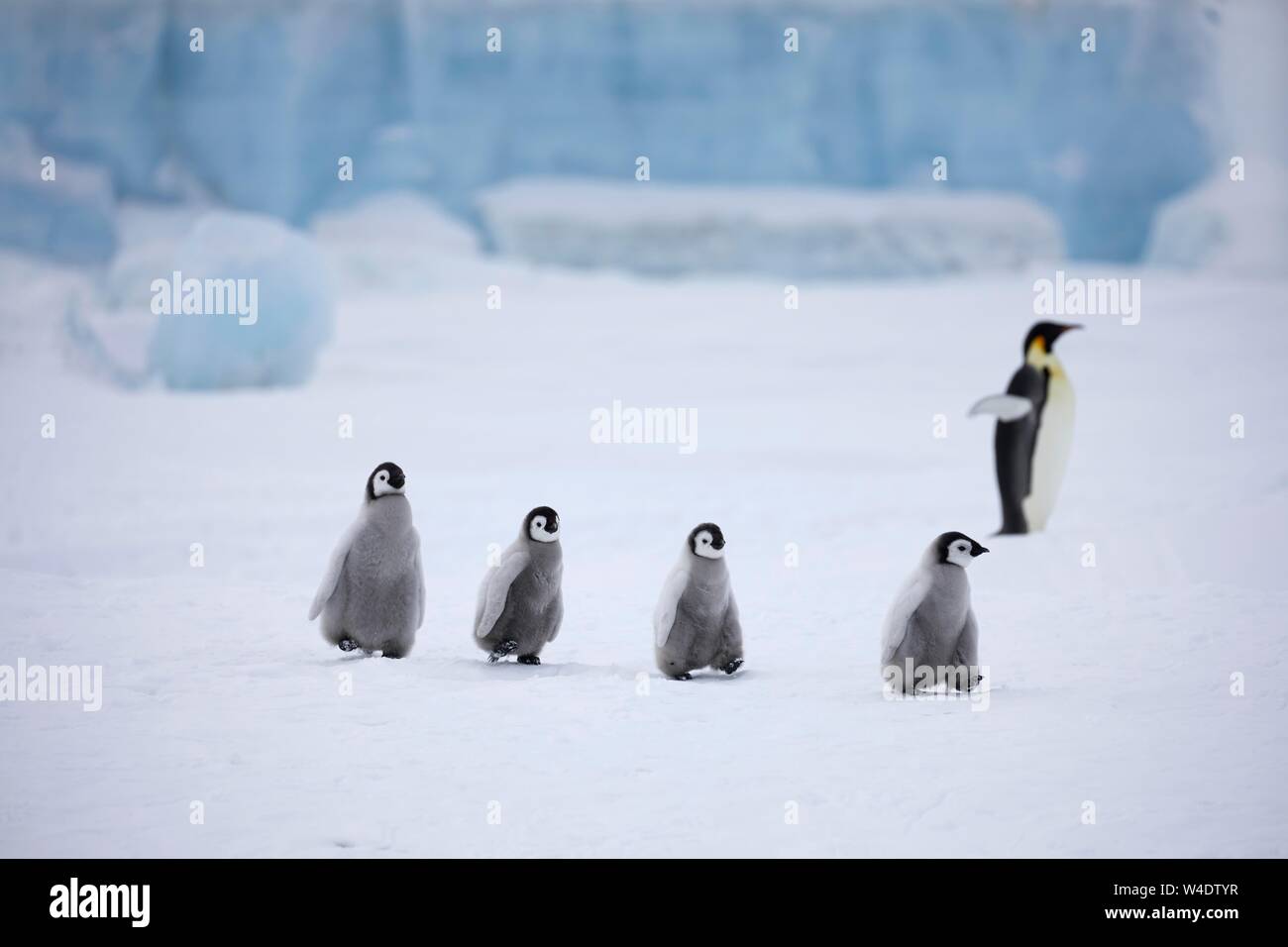 Pinguini imperatore (Aptenodytes forsteri), chick in goose marzo di fronte blu ghiaccio, un adulto in retro, Snow Hill Island, Mare di Weddell, Antartide Foto Stock