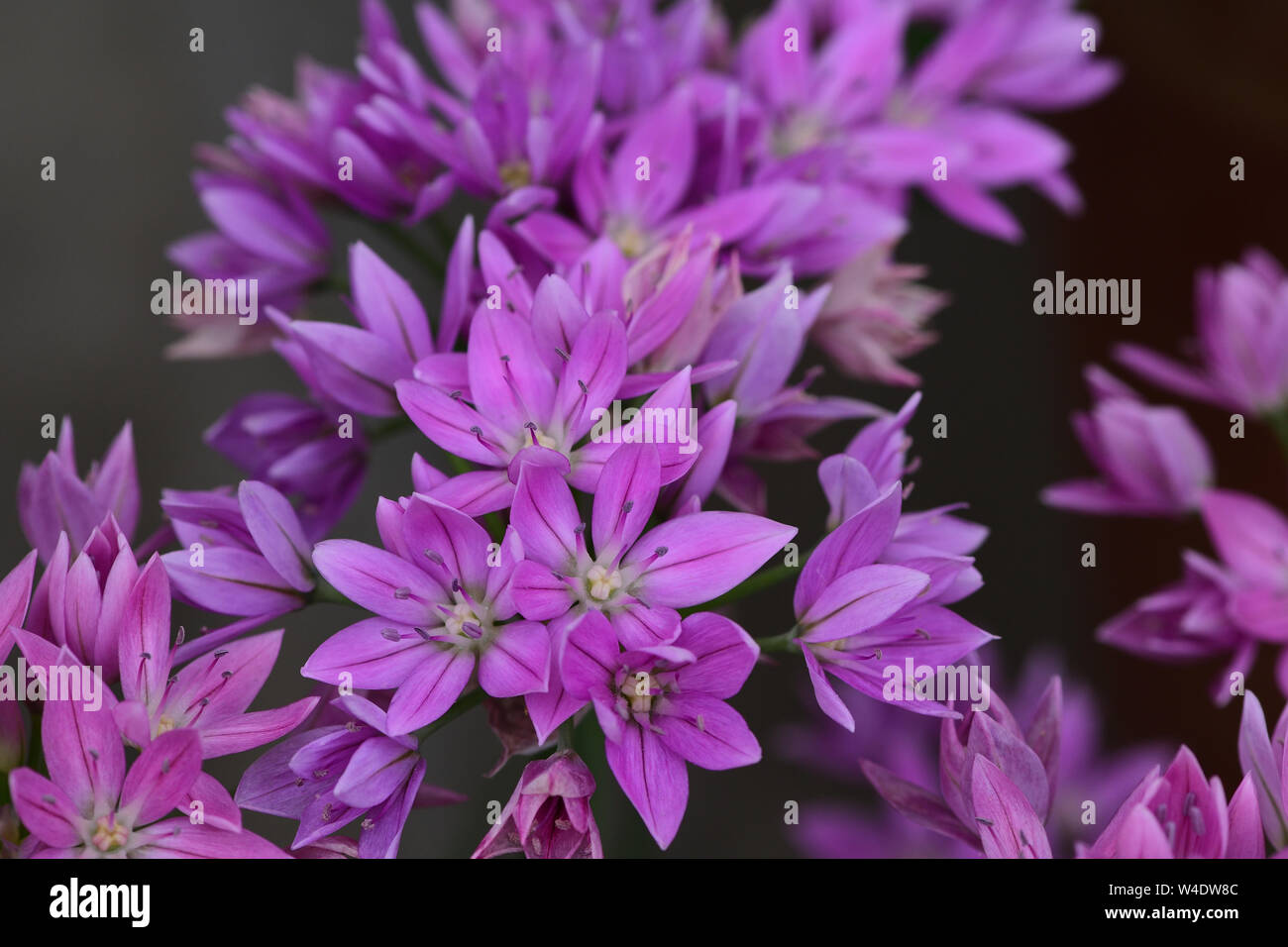 Close up di rosa fiori su una foglia cipolla (allium unifolium) impianto Foto Stock