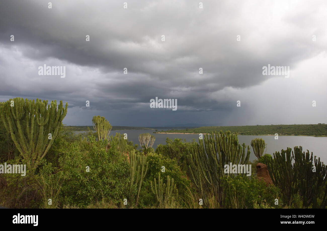 Strom nuvole sopra il canale Kazinga tra il lago George e Lago Edward. In primo piano sono invasive candelabri alberi (Euphorbia candelabro). Qu Foto Stock