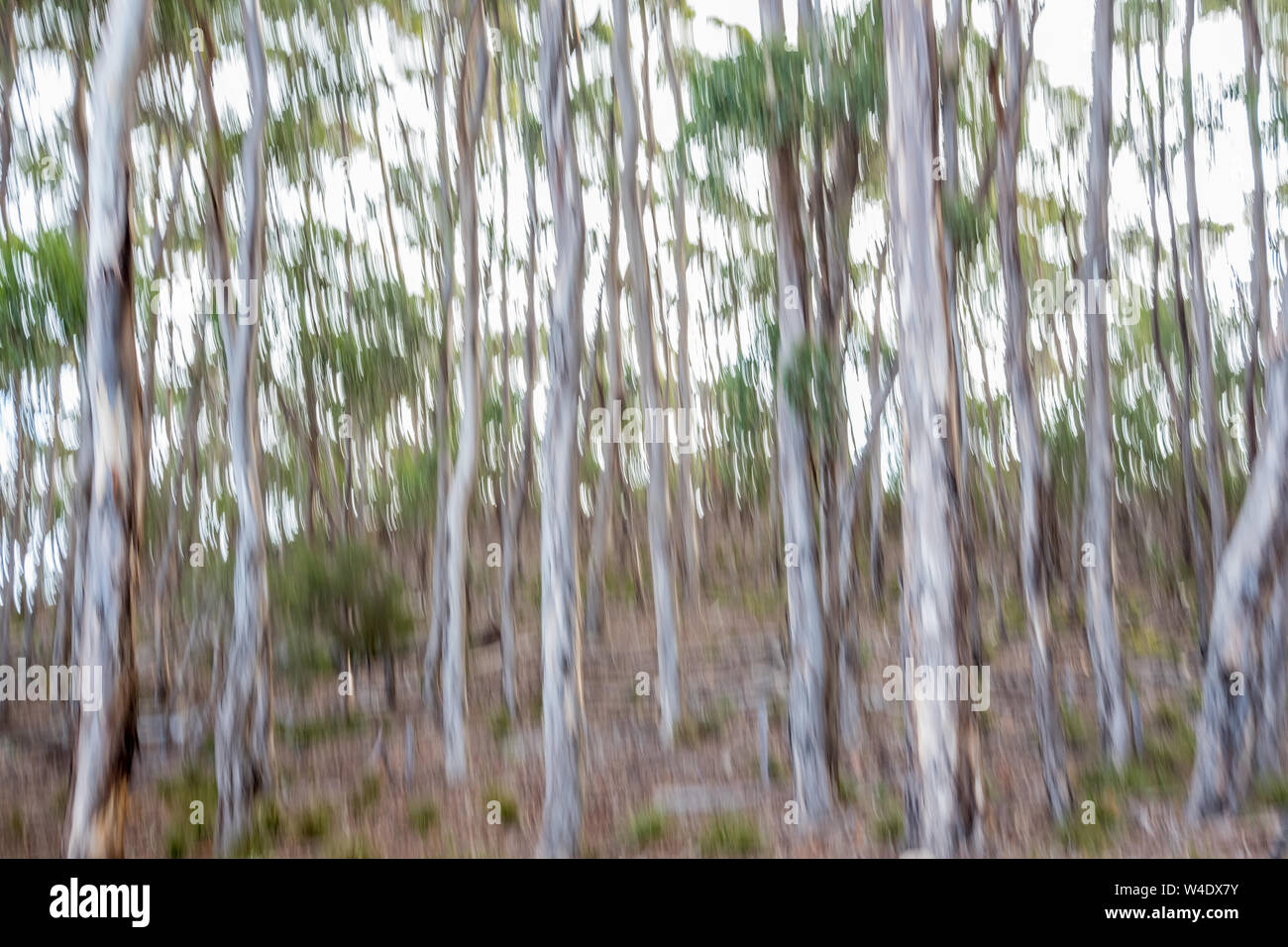 Panoramica verticale di alberi di eucalipto su Kangaroo Island, in Australia produce immagini gradevoli e con un fresco e tavolozza di colori Foto Stock