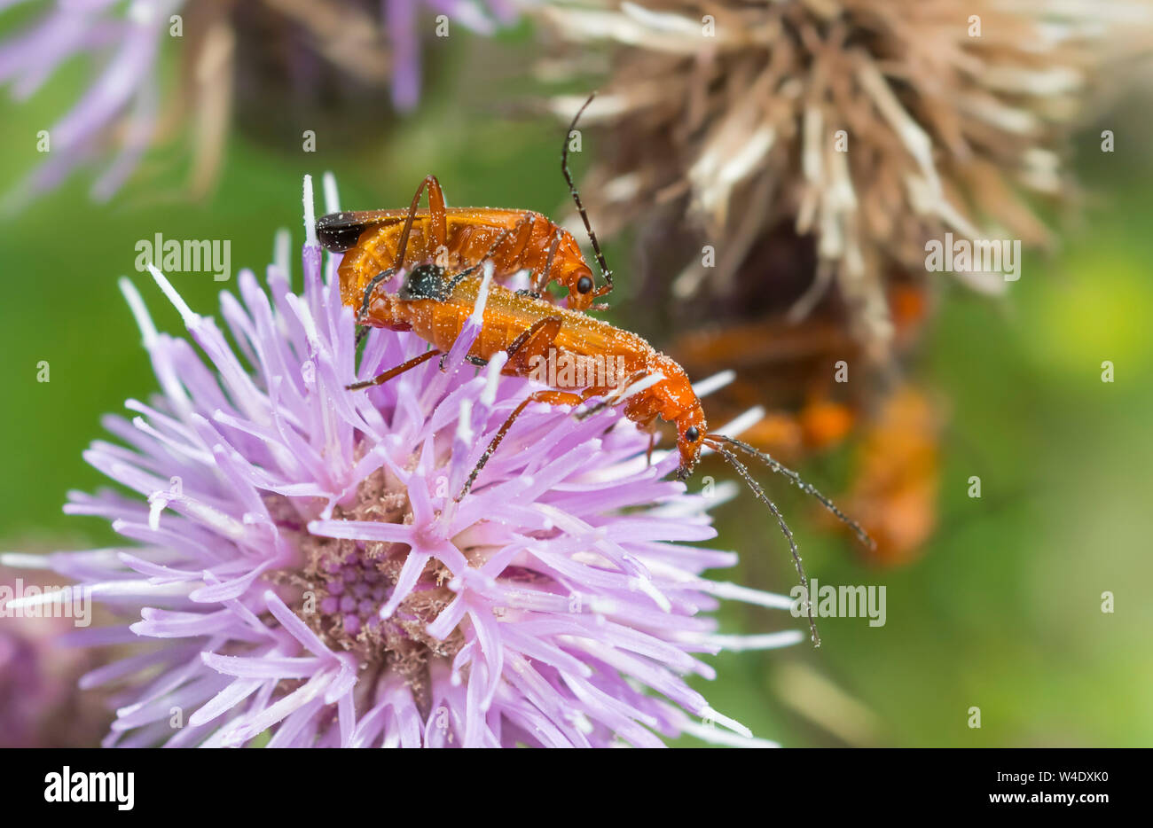 Coppia di Rhagonycha fulva (comune soldato rosso Beetle, Bloodsucker & Hogweed Bonking coleotteri) coniugata in estate nel West Sussex, in Inghilterra, Regno Unito. Foto Stock