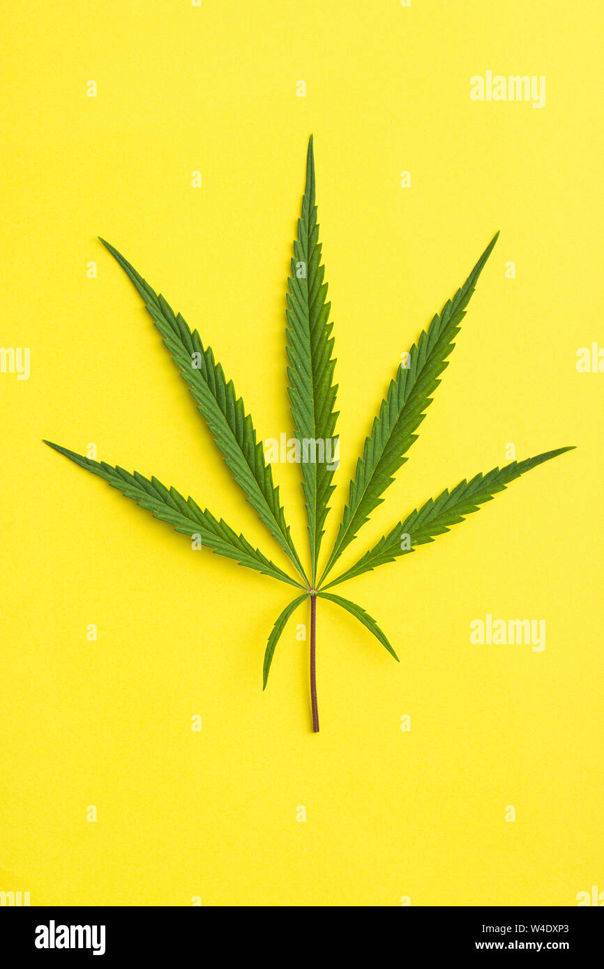 La marijuana Cannabis leaf su sfondo giallo. Foto Stock