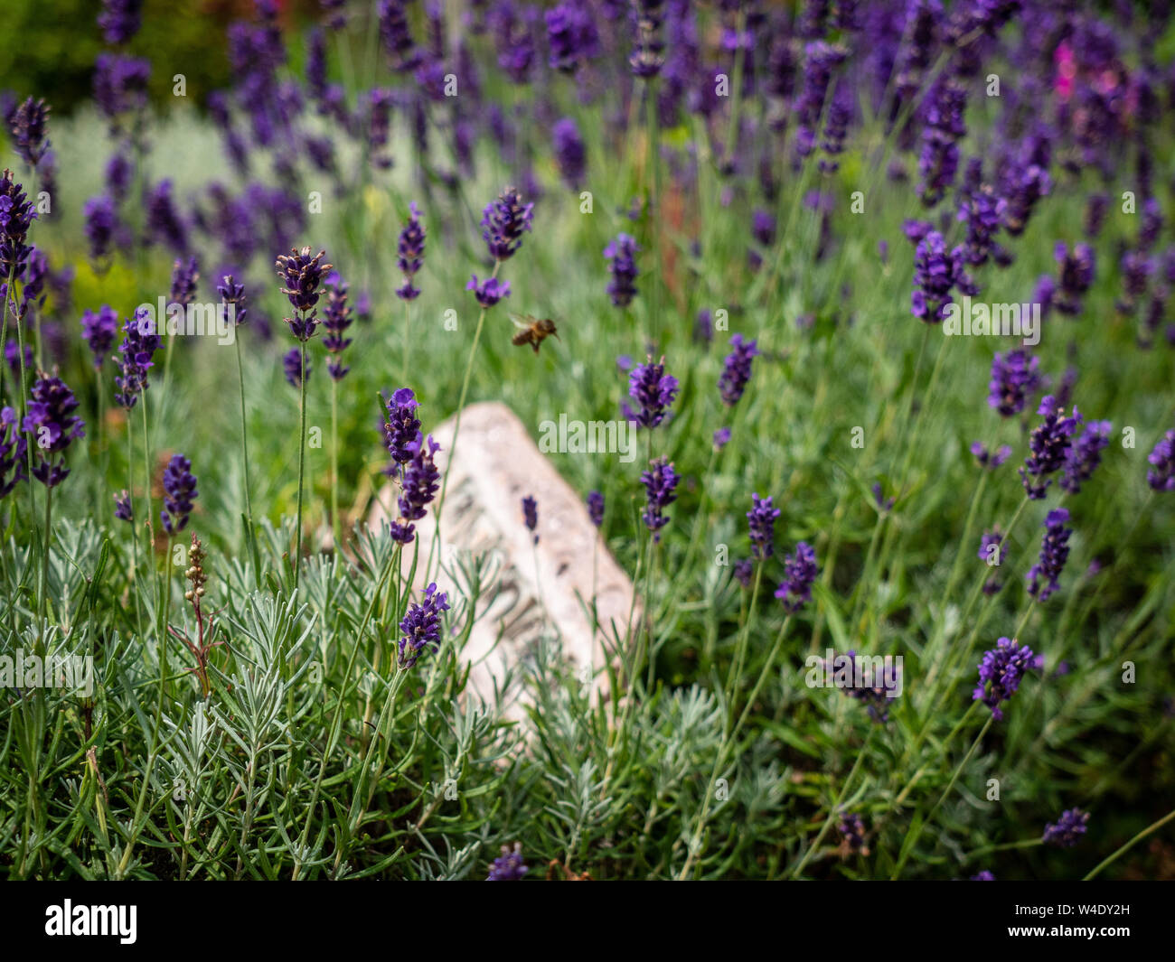 Un miele delle api vola tra i fiori di lavanda in un giardino di erbe aromatiche Foto Stock