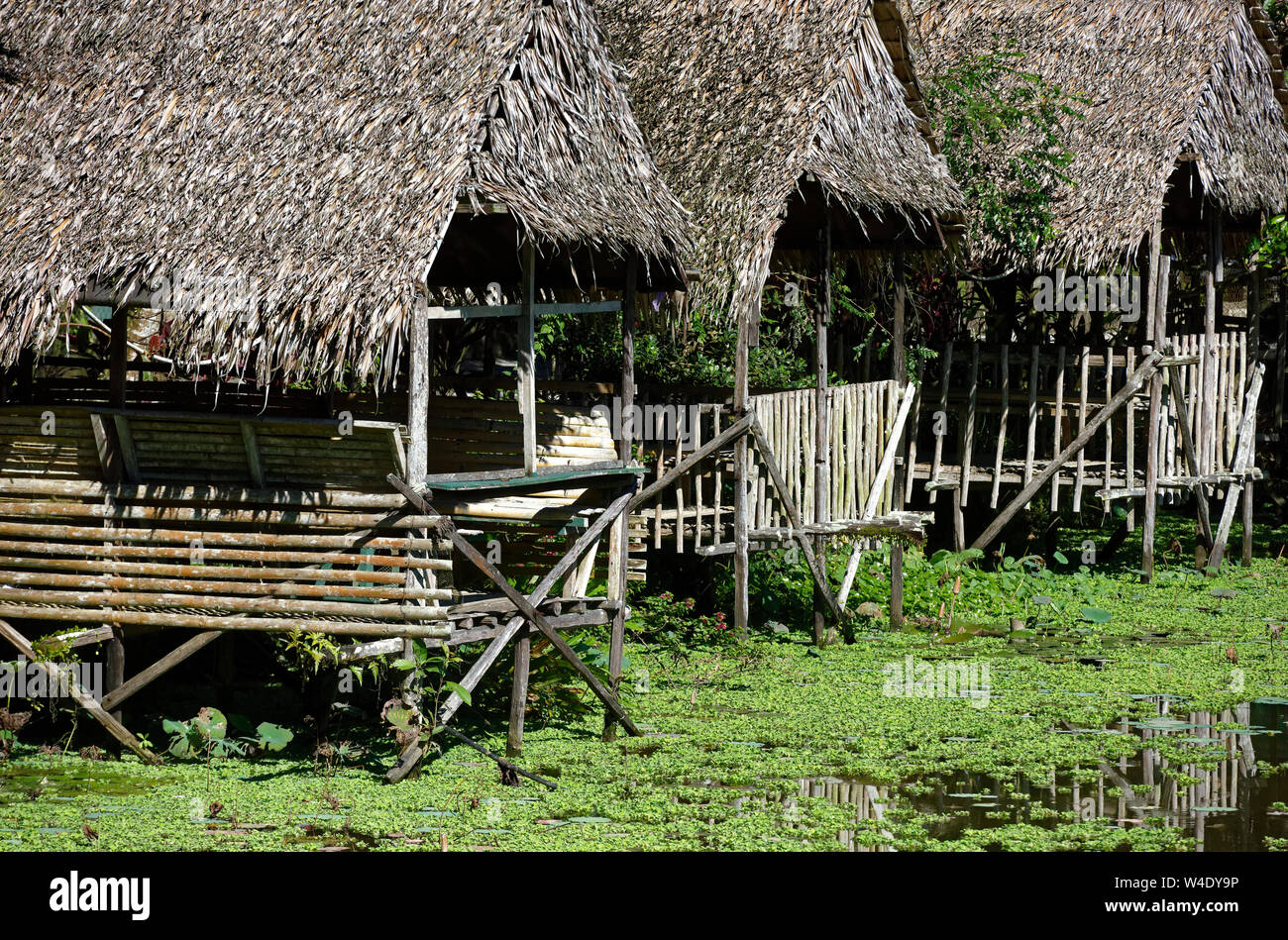 Tre tetto di paglia aree con posti a sedere su acqua coperta stagno, Kuching, Sarawak, Malaysia Foto Stock
