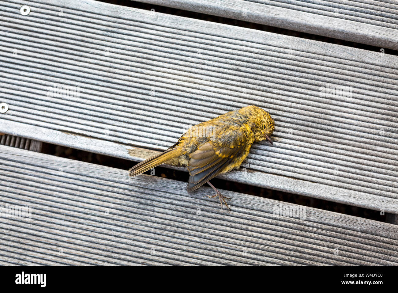 Uccello morto sul pavimento in legno della terrazza Foto Stock