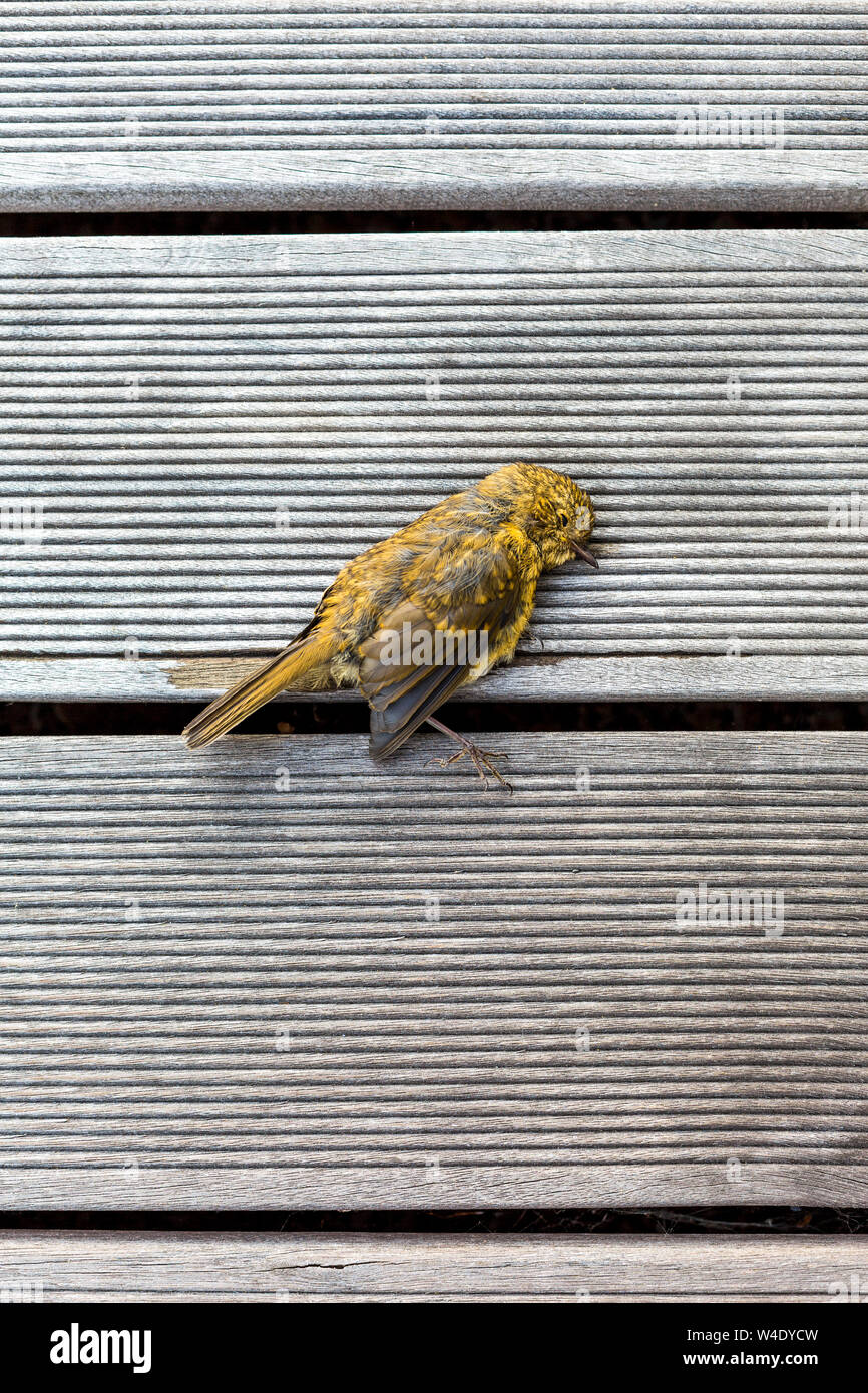 Uccello morto sul pavimento in legno della terrazza Foto Stock