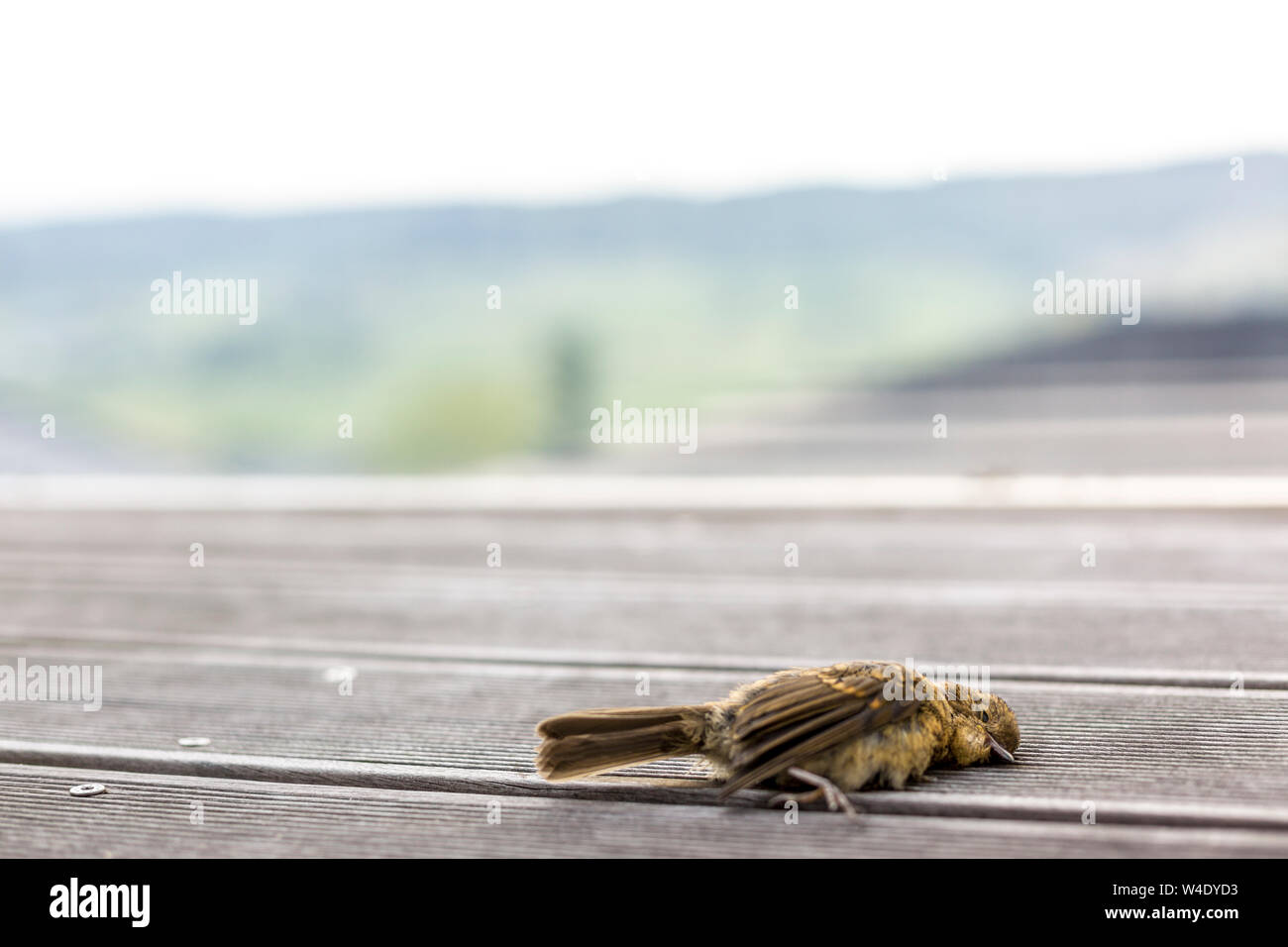 Uccello morto sul pavimento in legno della terrazza Foto Stock