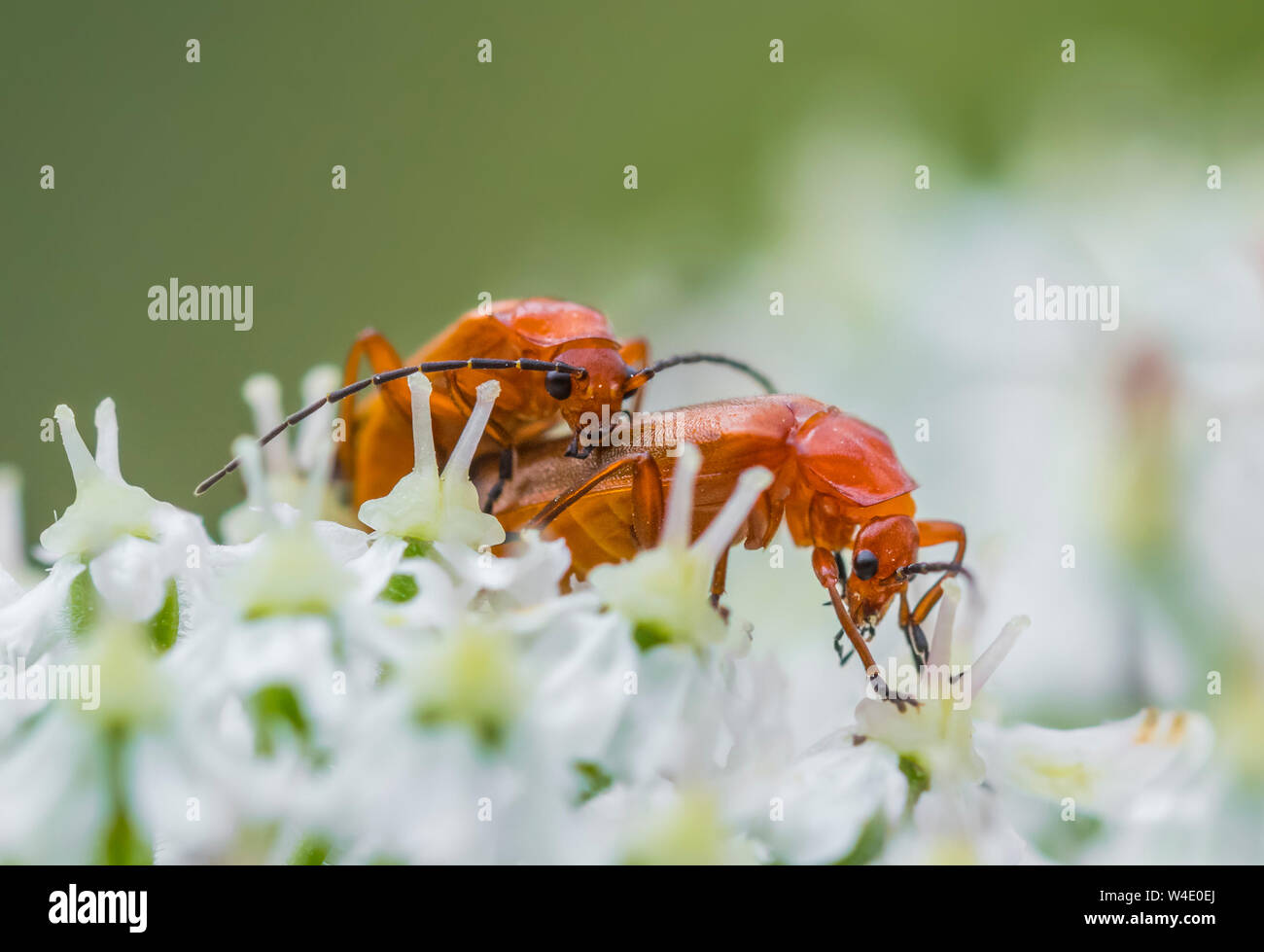 Coppia di Rhagonycha fulva (comune soldato rosso Coleotteri, Bloodsucker & Hogweed Bonking Beetle) coniugata in estate nel West Sussex, in Inghilterra, Regno Unito. Foto Stock