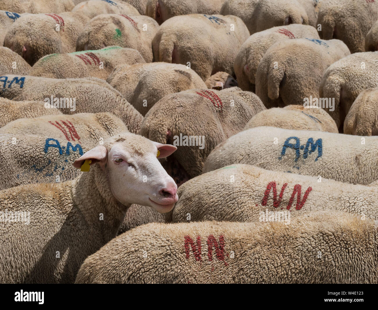 Europee, mediterranee di ovini, gregge, uno guardando la telecamera. Produzione di carne e latte, agricoltura rurale. L'Italia. Foto Stock