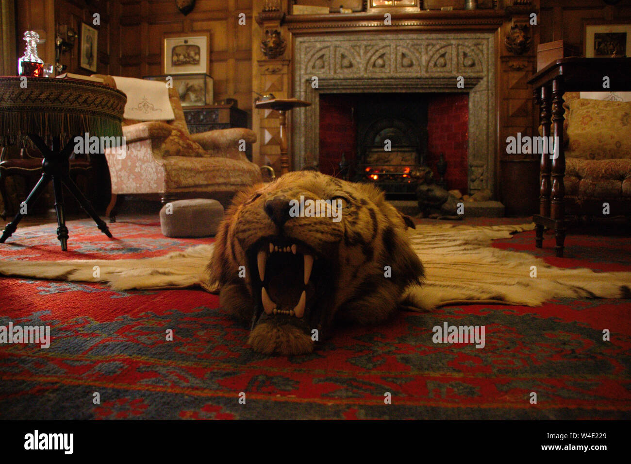 Testa di Tiger rug in un vecchio maniero inglese. Cornovaglia, Lanhydrock. Regno Unito. Foto Stock