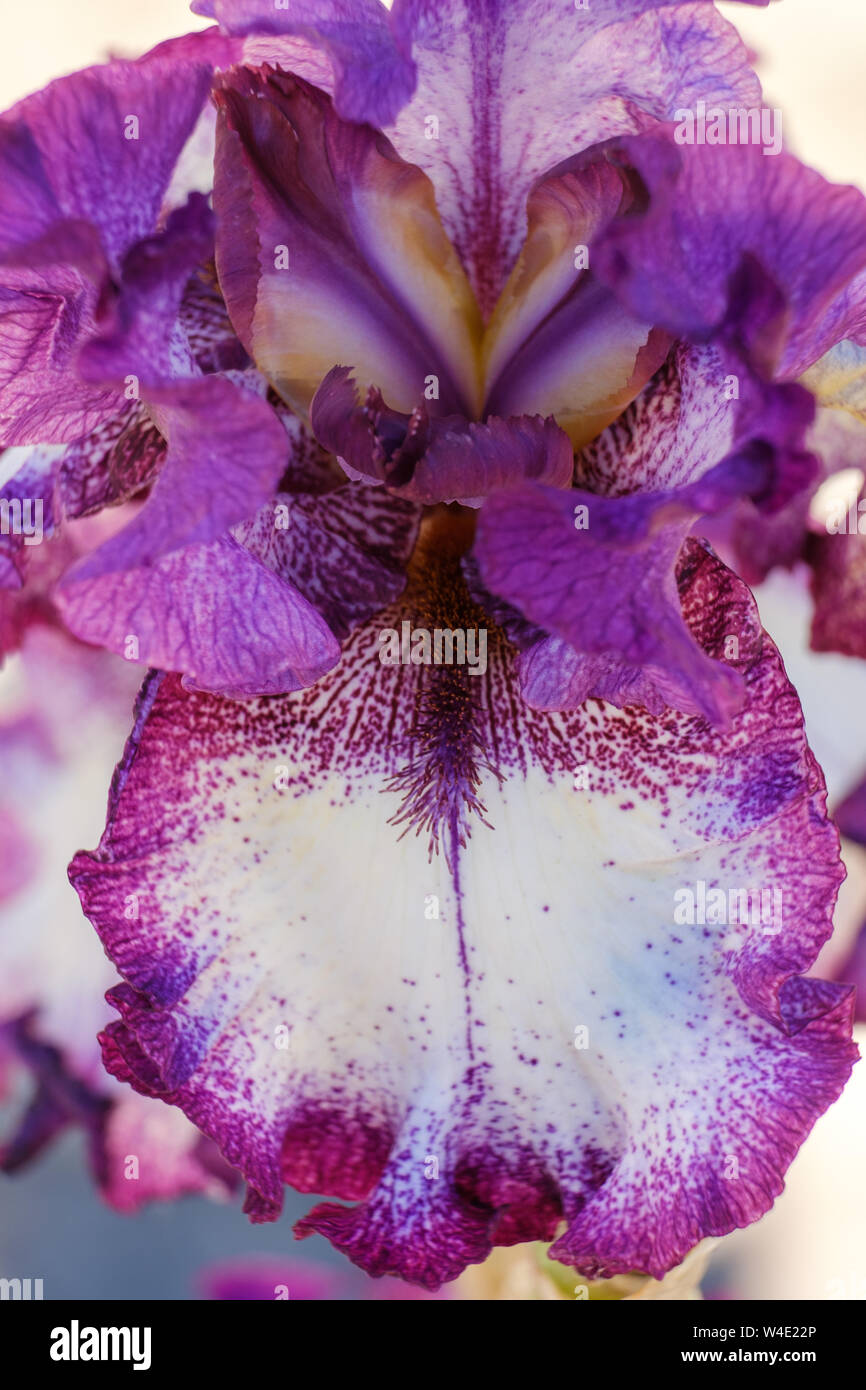 Guardando all'interno della vista macro dei petali di un fiore Iris Barbuto con piccole profondità di campo Foto Stock