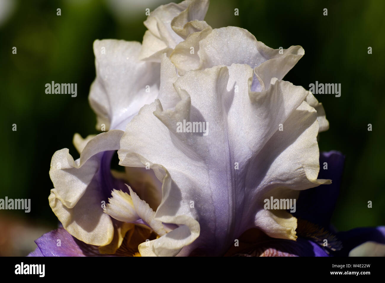 Close-up di bianco petalo di un fiore Iris barbuto, Wabash grade, vista laterale. Foto Stock