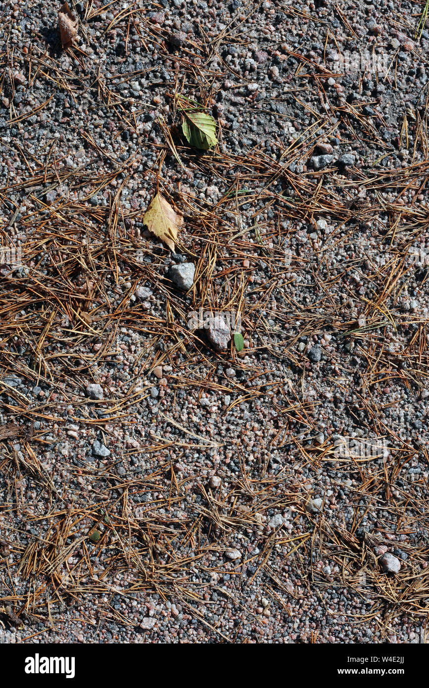 La massa di sabbia con abbondanza di aghi di pino, foglie e piccole rocce recante su di esso. Dettagli della natura nordica durante l'autunno / autunno. Sfondo incantevole. Foto Stock