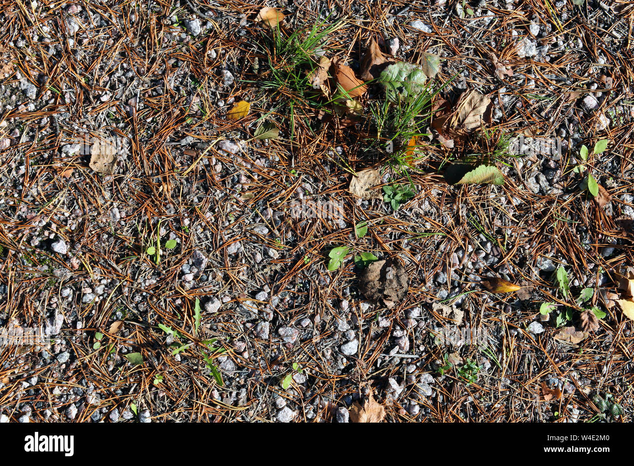 La massa di sabbia con abbondanza di aghi di pino, foglie e piccole rocce recante su di esso. Dettagli della natura nordica durante l'autunno / autunno. Sfondo incantevole. Foto Stock