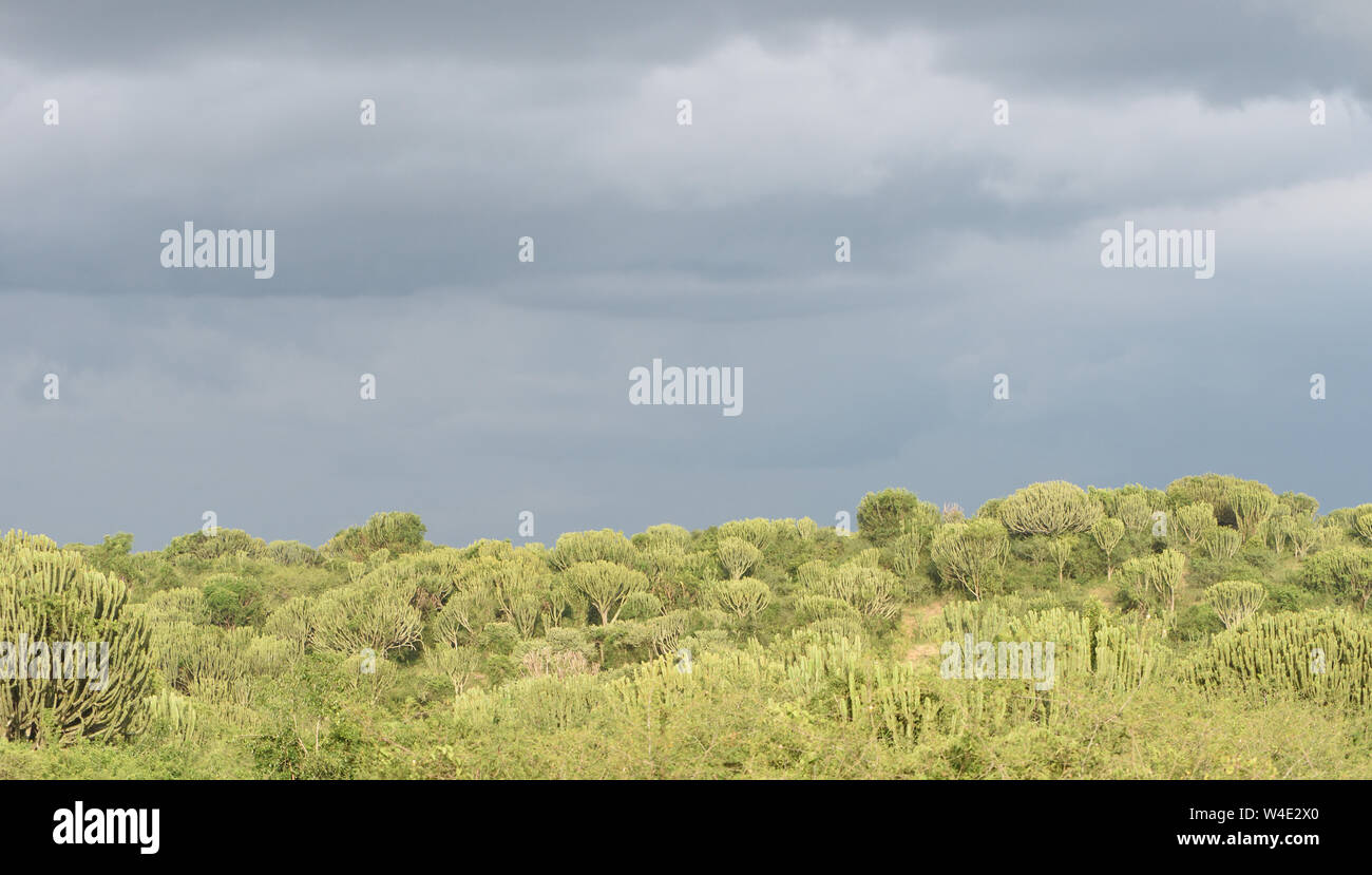 Strom nuvole sopra il Queen Elizabeth National Park. In primo piano sono invasive candelabri alberi (Euphorbia candelabro). Queen Elizabeth National Foto Stock