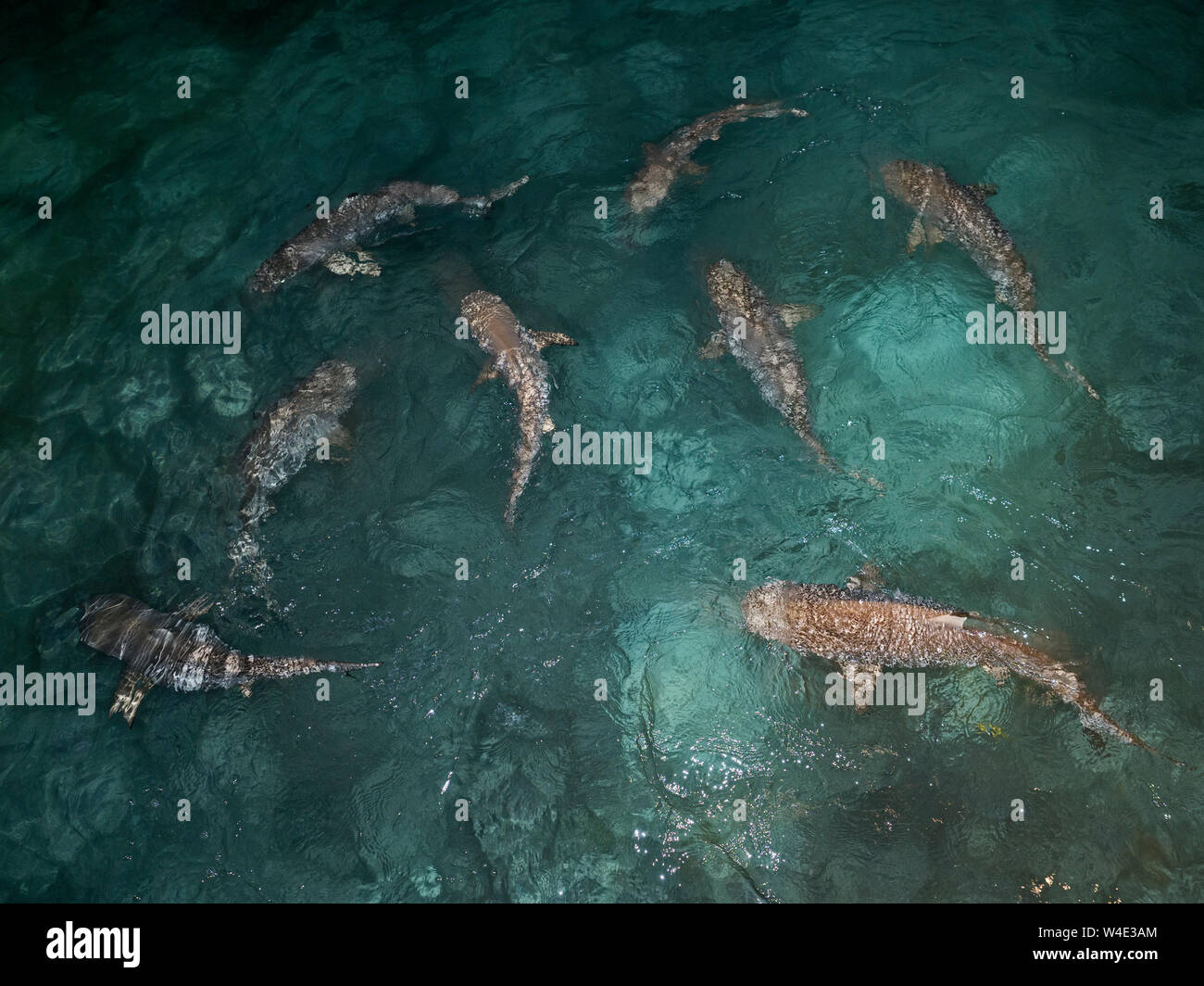 Nero con punta di squali di barriera Carcharhinus melanopterus riuniranno al feed di notte Gizo Nuovo gruppo Georgia isole Salomone, Sud PacificCarcharhinus mel Foto Stock