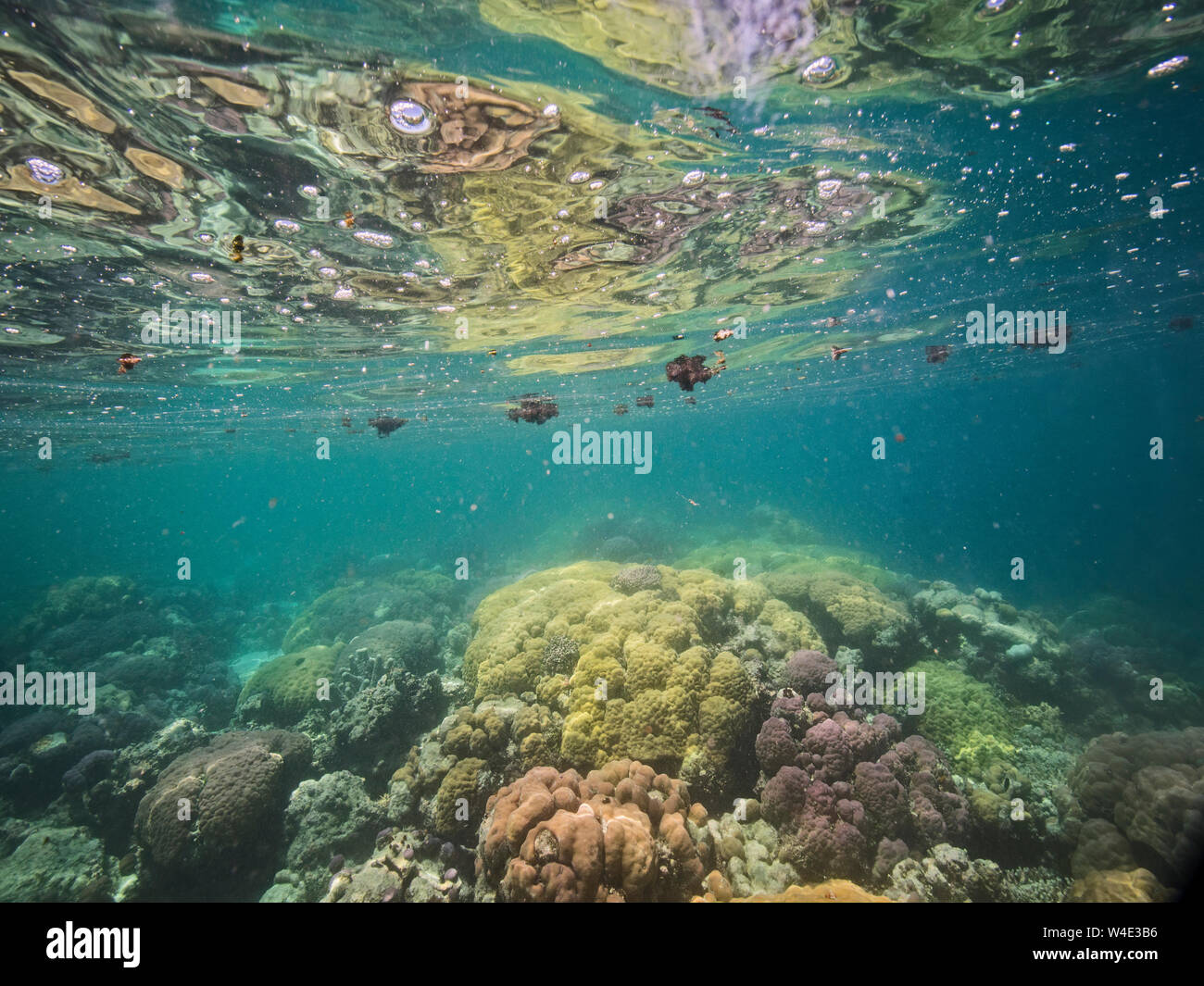 Coralli nei mari attorno al Kennedy Isola Nuova Georgia, Solomon Islands South Pacific Foto Stock