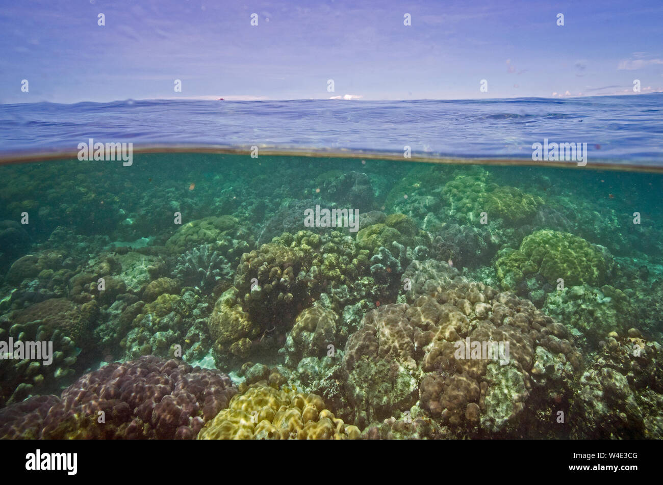 Coralli nei mari attorno al Kennedy Isola Nuova Georgia, Solomon Islands South Pacific Foto Stock