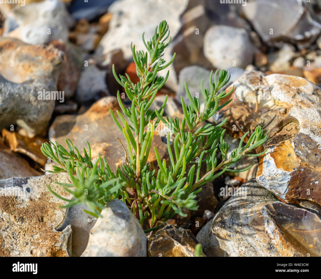 Un giovane rock samphire impianto (Crithmum) emergente dal terreno roccioso a Farlington paludi durante l'estate 2019, Portsmouth, Inghilterra Foto Stock