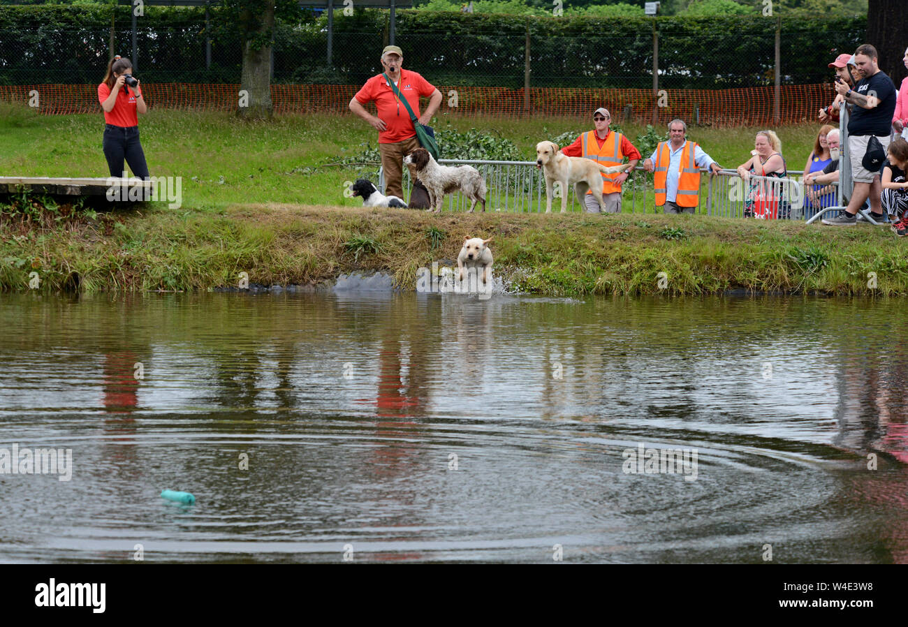 Builth Wells, Galles, 22 luglio 2019. I cani di lavoro recupera gli elementi dal lago durante una dimostrazione di tecniche di gundog al centesimo Royal Welsh Show. La manifestazione è la più grande mostra dell'agricoltura nel Regno Unito e che attira circa 200.000 persone con più di 4 giorni. G.P. Essex/Alamy Live News Foto Stock