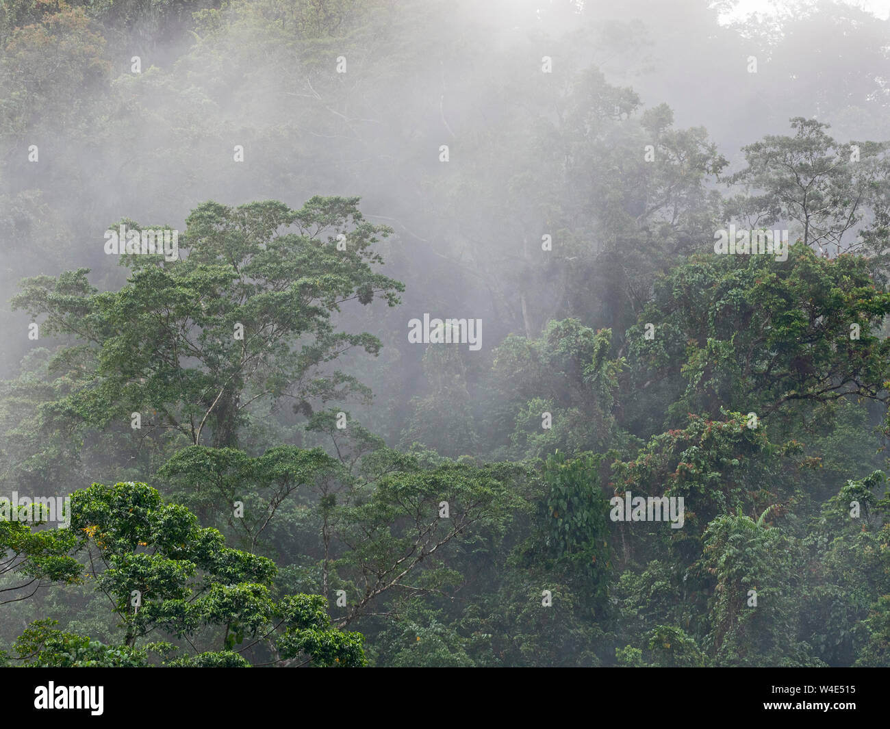 Foresta pluviale primaria vicino a Nara Makira (San Cristobal) Isole Salomone Sud Pacifico Foto Stock
