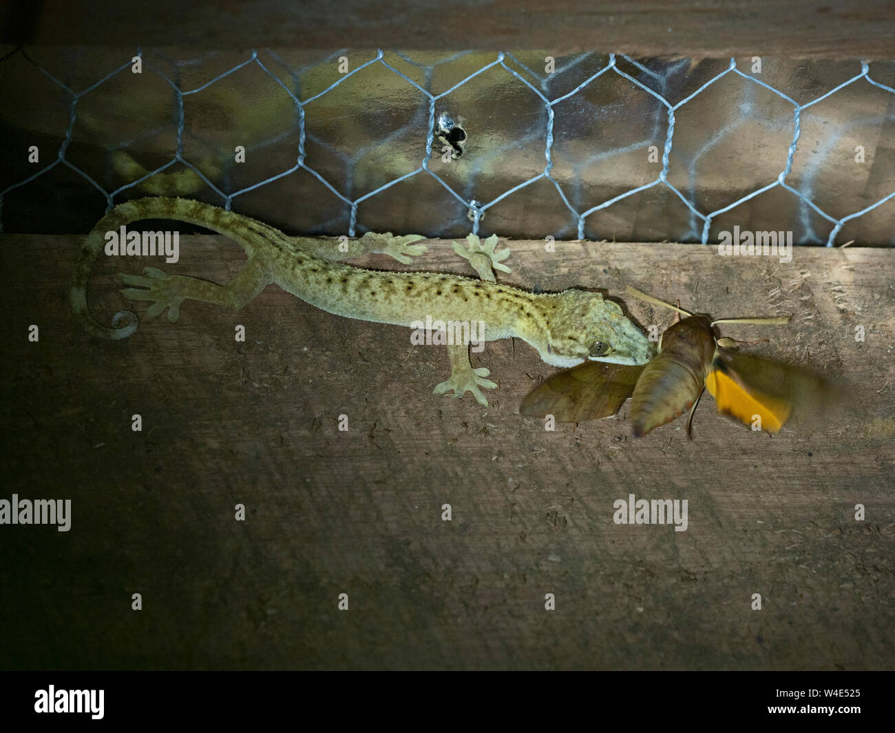 Lutto Gecko Lepidodactylus lugubris con hawkmoth sp. preda Nara, Makira Island, Isole Salomone, Sud Pacifico Foto Stock