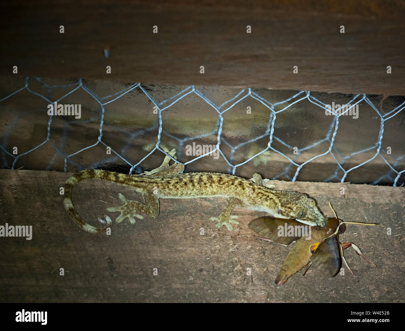 Lutto Gecko Lepidodactylus lugubris con hawkmoth sp. preda Nara, Makira Island, Isole Salomone, Sud Pacifico Foto Stock