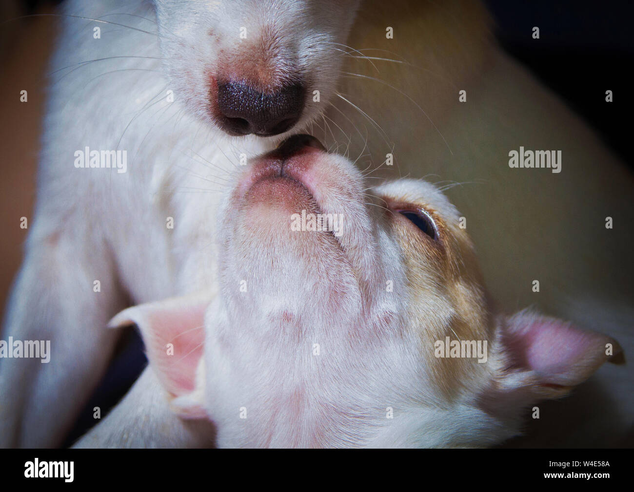 Un giovane cucciolo di Chihuahua dire ciao a sua mamma Foto Stock