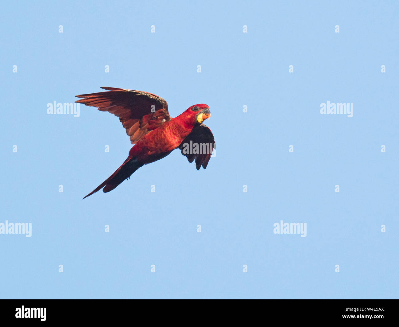 Il Cardinale Lory Chalcopsitta cardinalis Savo Island, Isole Salomone, South Pacific. Un Melanesian endemica. Foto Stock