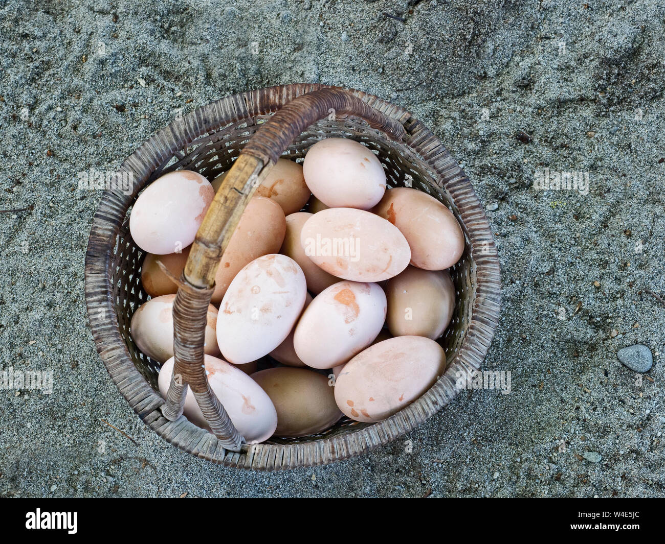 Uova di Megapode raccolte dal sito di nidificazione della Melanesian Megapode Megapodius eremita Savo Island, Isole Salomone, Sud Pacifico Foto Stock