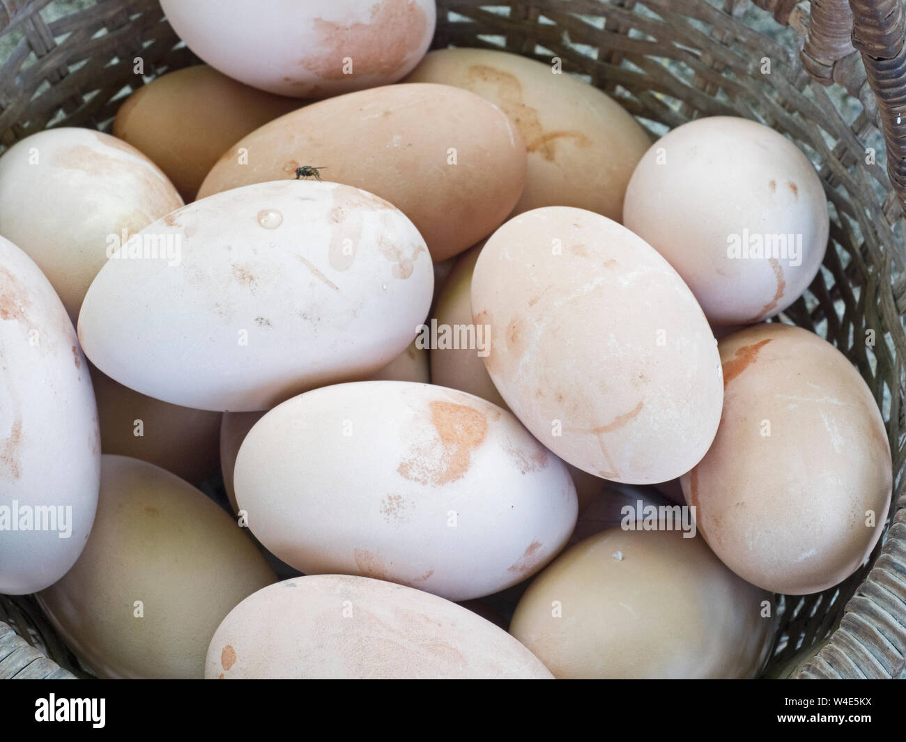Uova di Megapode raccolte dal sito di nidificazione della Melanesian Megapode Megapodius eremita Savo Island, Isole Salomone, Sud Pacifico Foto Stock