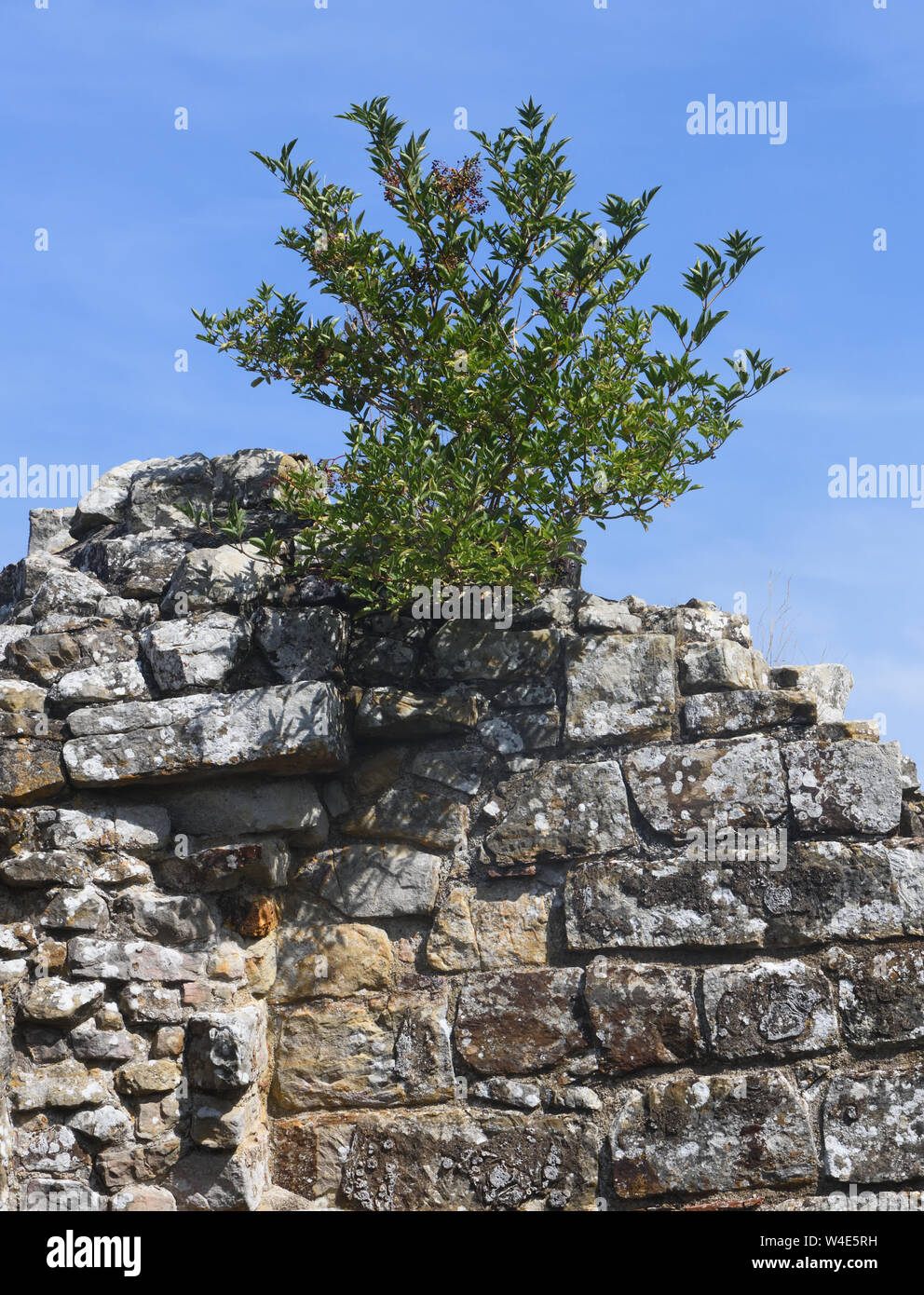 Un albero di sambuco (Sambucus nigra) che cresce sull'rovinato muri in pietra arenaria di Bayham Abbey, Bayham, Sussex, Regno Unito. Foto Stock