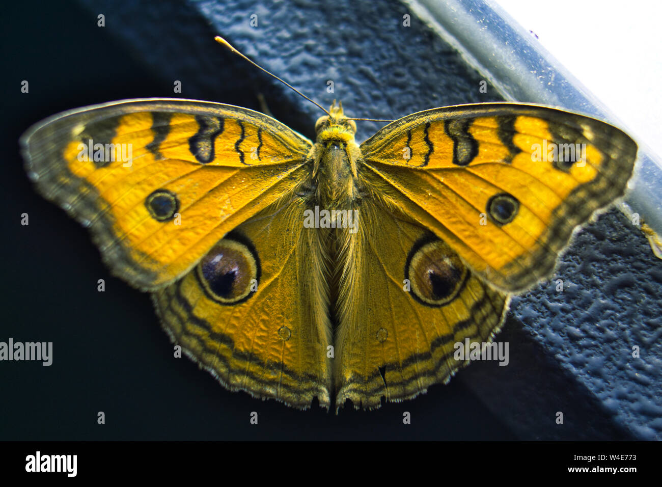 Una grande farfalla arancione sulla parte superiore della luce di notte. A caccia di luce. Foto Stock