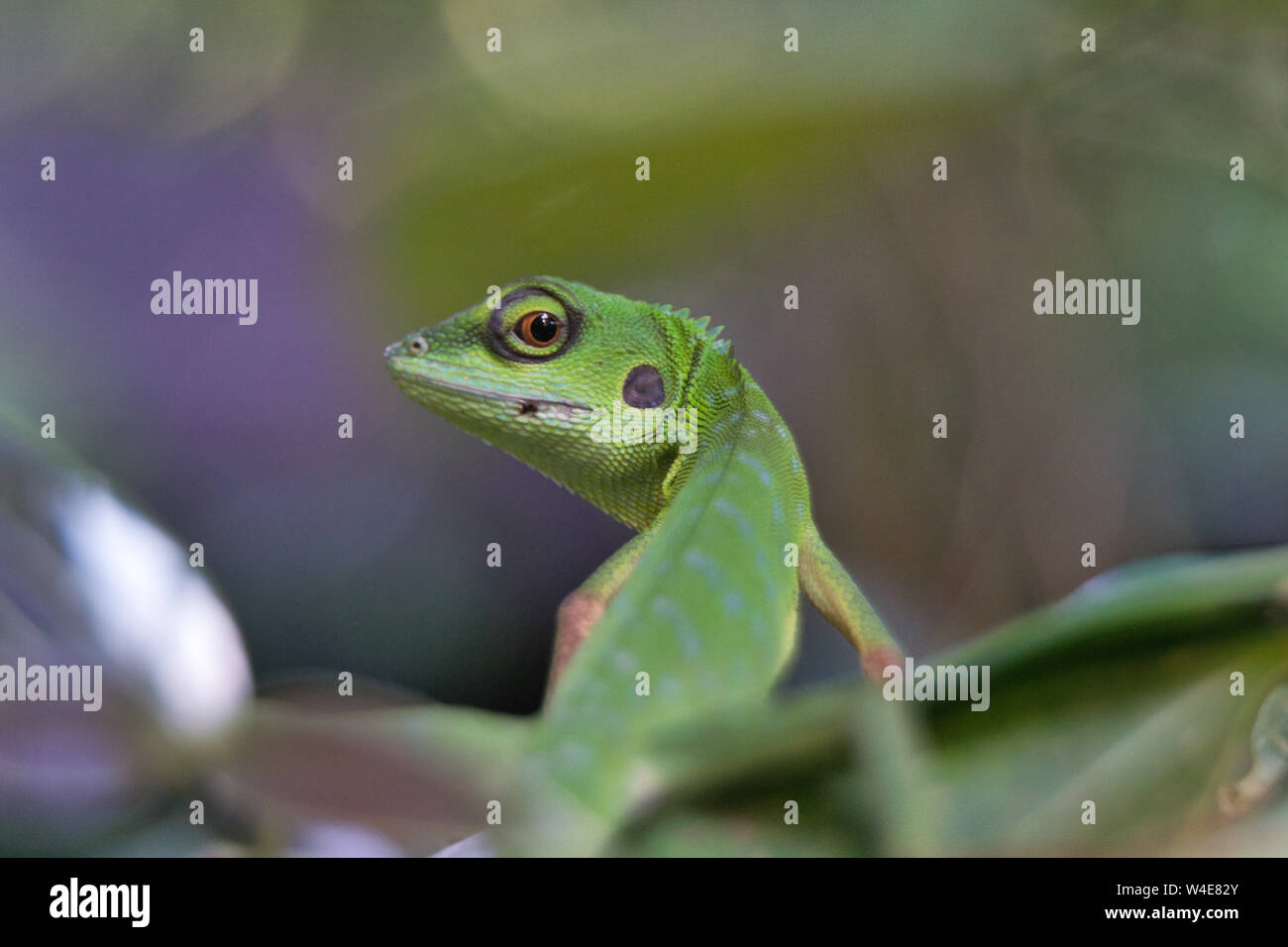 Albero verde lizard guardando indietro con sospetto alla fotocamera. Cauta e in stand by per volo. Foto Stock