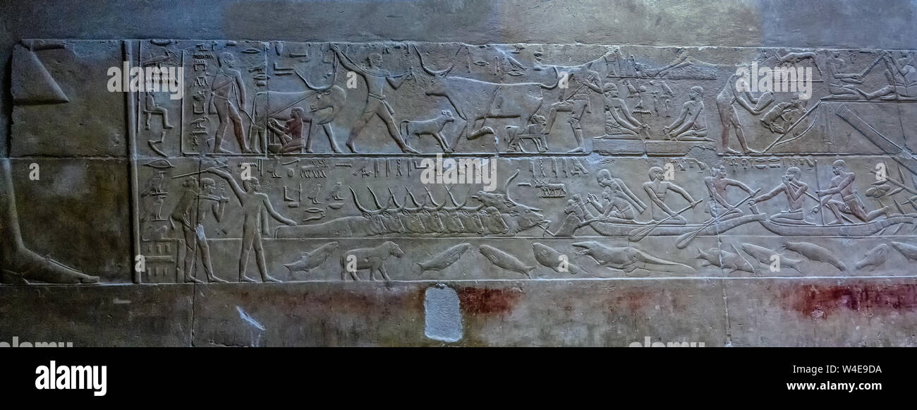 Dettaglio rilievo dalla 6 ° dinastia Mastaba di Kagemni a Saqqara. La metà inferiore che mostra un allevamento di bovini che attraversa un corpo d'acqua Foto Stock