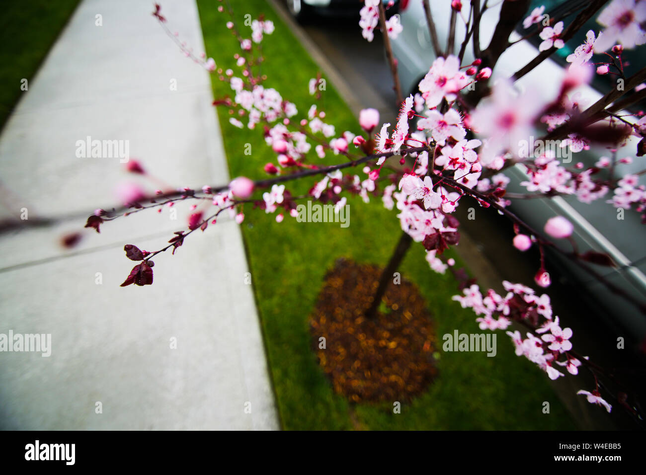 Vista dalla parte superiore, giovane Sakura tree blooming, Portland Oregon, Stati Uniti d'America Foto Stock