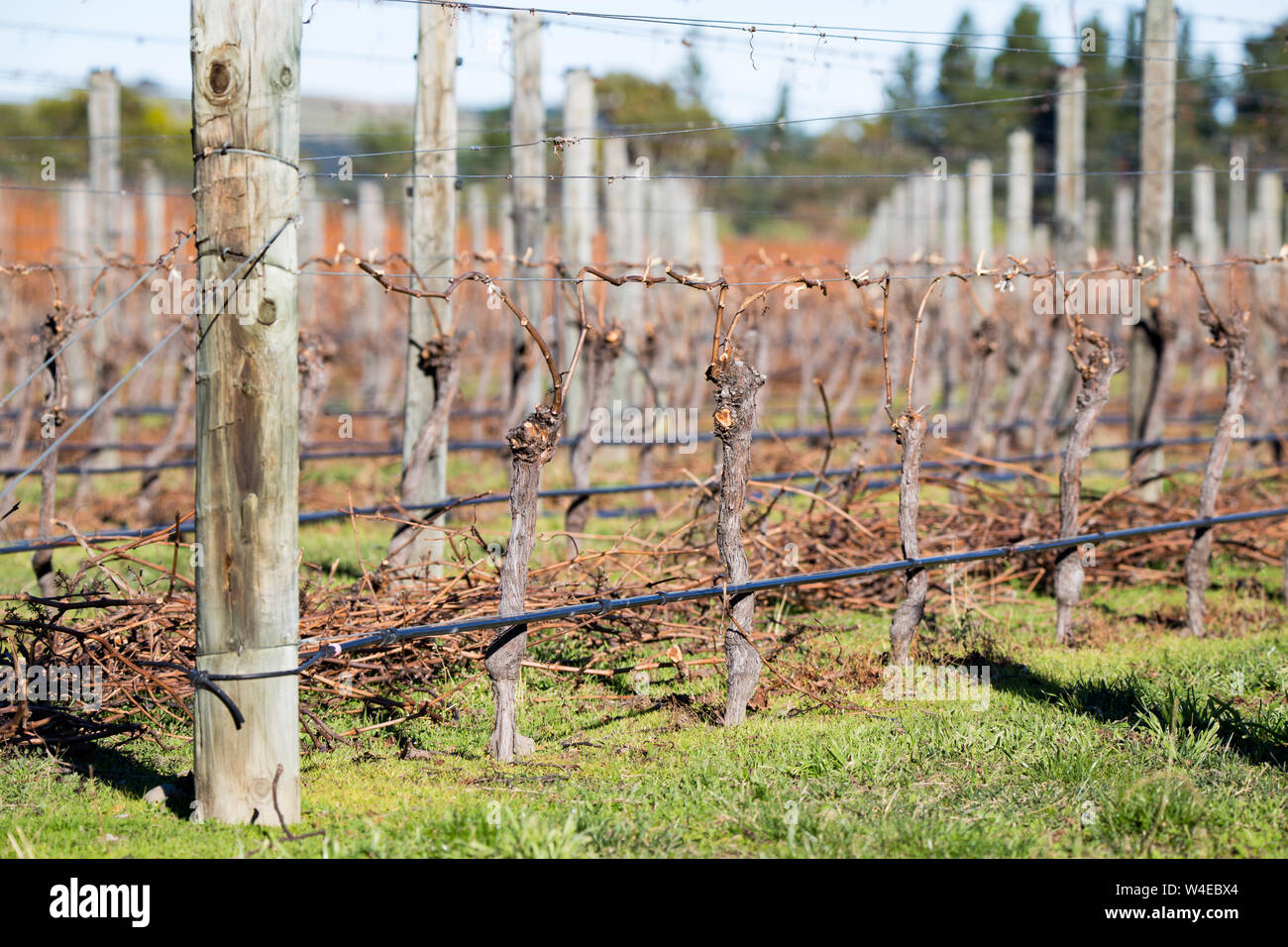 Questi i vitigni hanno avuto il loro inverno potare e sono legati pronto per il prossimo anno di raccolto di uve in un vigneto a Canterbury, Nuova Zelanda Foto Stock