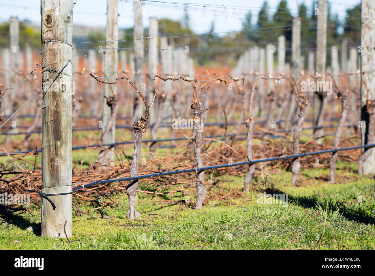 Questi i vitigni hanno avuto il loro inverno potare e sono legati pronto per il prossimo anno di raccolto di uve in un vigneto a Canterbury, Nuova Zelanda Foto Stock