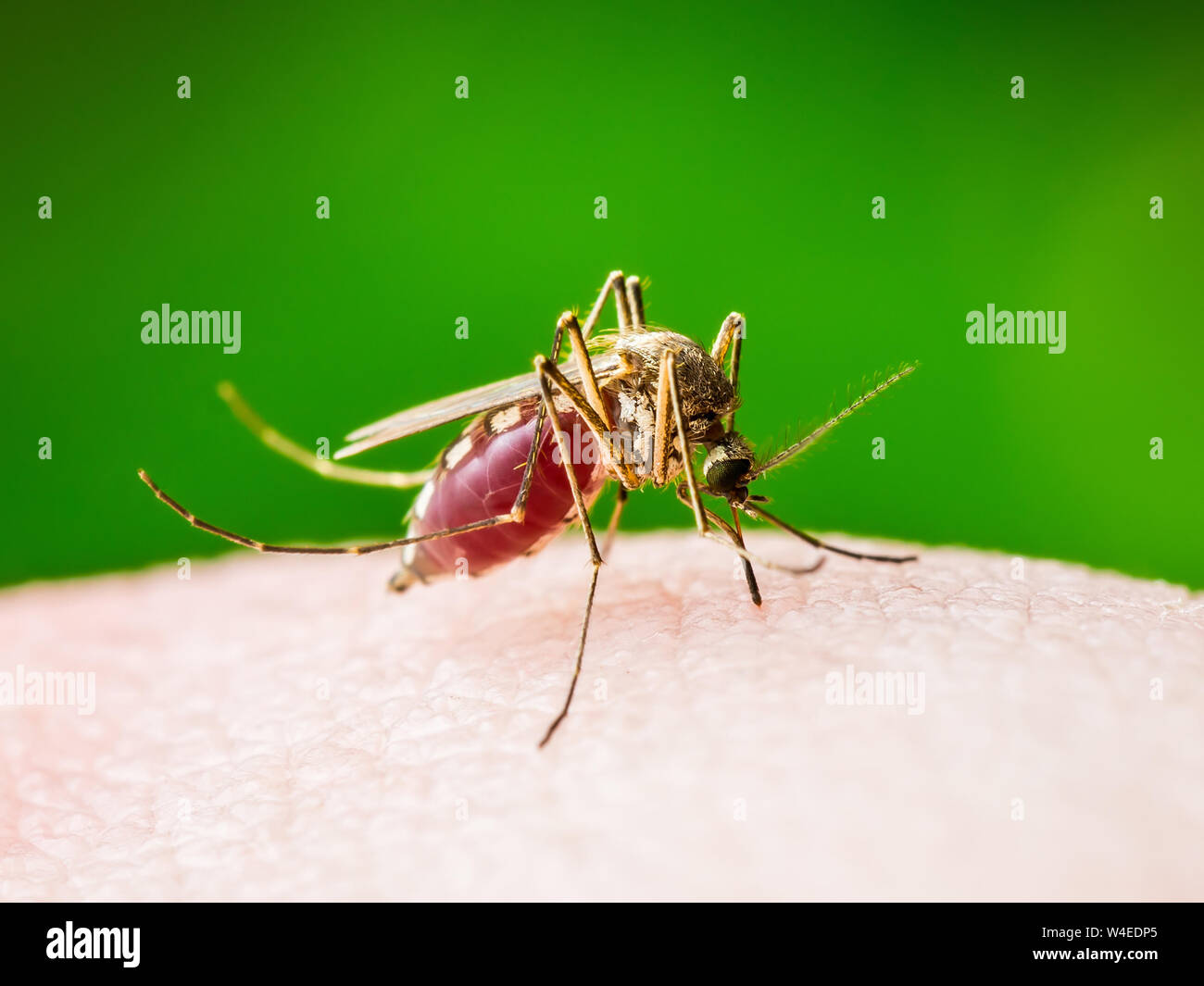 La febbre gialla, la malaria o Zika infettate da virus insetto zanzara Macro su sfondo verde Foto Stock